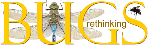Rethinking Bugs