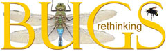 Bug Quiz